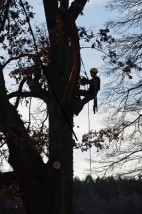 wycinka drzew techniką alpinistyczną