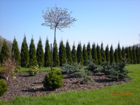 Pielęgnacja ogrodów