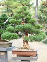 Formowanie i pielęgnacja bonsai