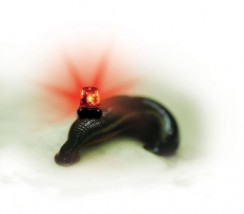 Pijawki Larwoterapia