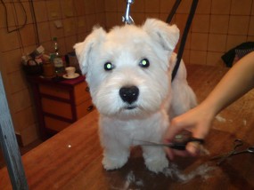 Strzyzenie psów, psi salon, psi fryzjer