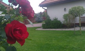 Usługi ogrodnicze / pielęgnacyjne Konstancin