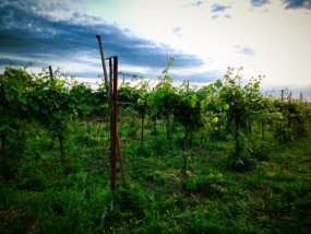 winobranie