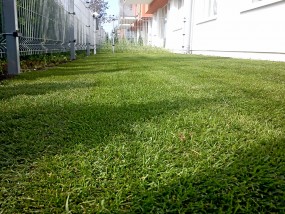 Zakładanie trawników z siewu oraz rolowanych