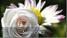 NOWOŚCI