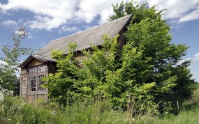 Usuwanie drzew i krzewów