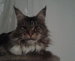 Hodowla kotów maine coon