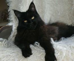Hodowla kotów rasy maine coon