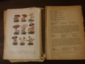 Naprawa i oprawa uszkodzonych książek