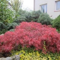 Leczenie drzew i krzewów- choroby oraz szkodniki