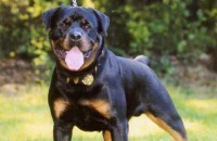 Hodowla Rottweilerów