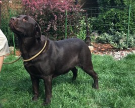 Hodowla - Labrador Retriever