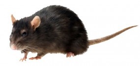 Trucie mysz