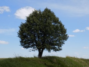 Pielęgnacja drzew