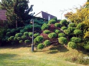 Pielęgnacja ogrodów i trawników