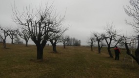 Przycinanie drzew i żywopłotów
