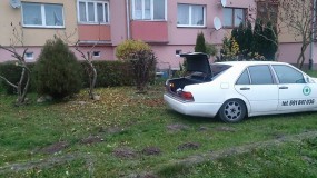 cięcie pielęgnacyjne