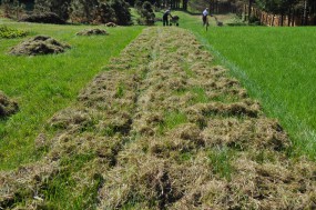 WERTYKULACJA TRAWNIKÓW, NAWOŻENIE, REGENERACJA, USUWANIE CHWASTÓW