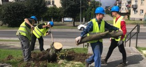 Przycinanie drzew i krzewów