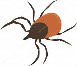 badanie kleszcza