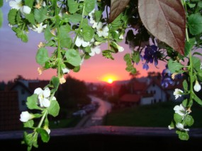 Pielęgnacja i zakładanie ogrodów