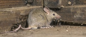 Deratyzacja