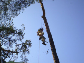 Alpinistyczna wycinka drzew